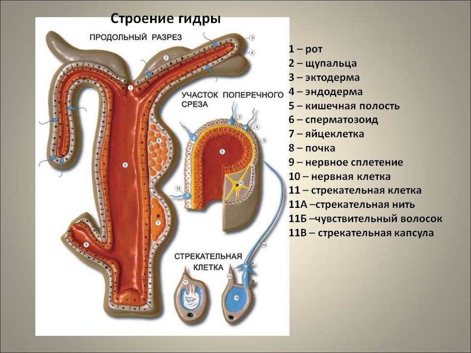 Как попасть на кракен